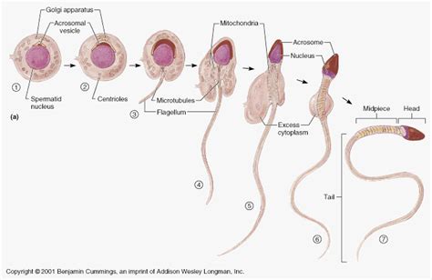 Medical Laboratory Scientist Medical Science Medical Art Biology