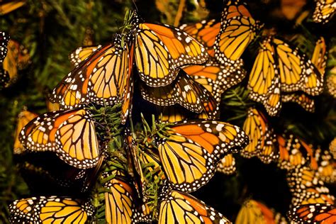 Farfalla monarca descrizione perché migra e come mai rischia l