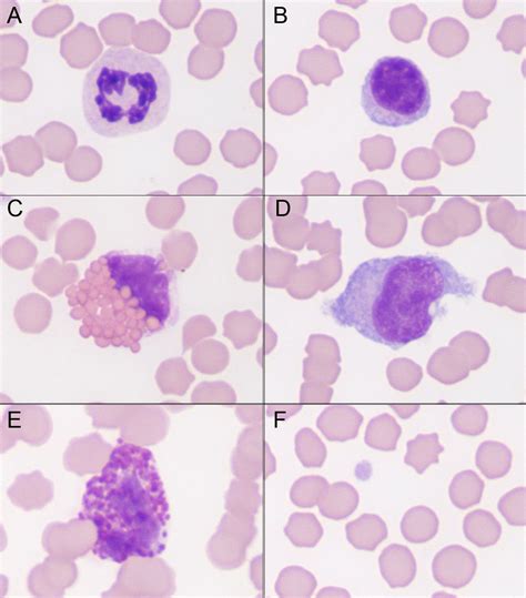 Species Compilations Eclinpath In 2021 Hematology Species Medical
