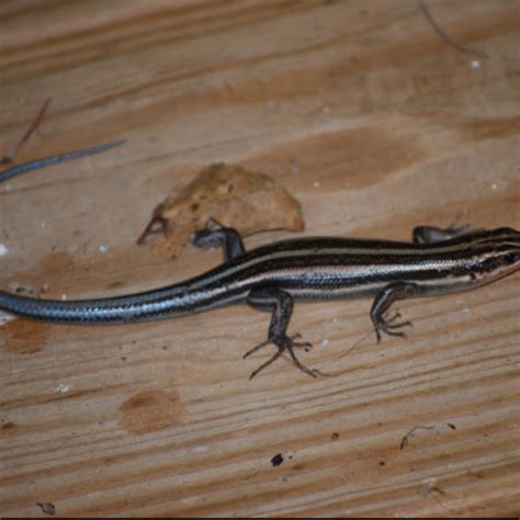 American 5 Lined Skink Project Noah