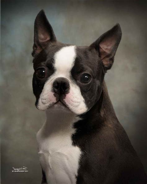 These playful, loving, and loyal boston terrier mix puppies make the perfect addition to a family. Boston Terrier Rescue Ohio | PETSIDI