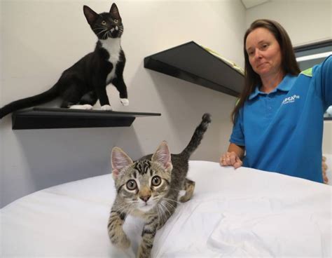 Rspca Illawarra Shelter Needs Foster Carers To Deal With Summer Kitten