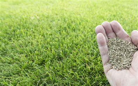 How To Overseed Your Lawn Big Foot Turf Colorado