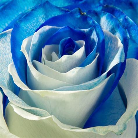 Koleksi Gambar Bunga Mawar Biru Yang Paling Indah