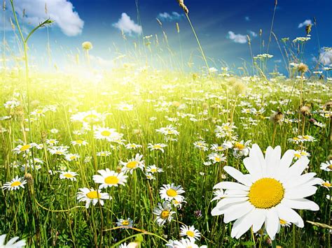 Hd Wallpaper White Common Daisy Greens Field The Sky Grass Clouds