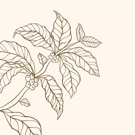 Coffee Tree Vector Vector Illustration Of Coffee Branch Coffee Plant