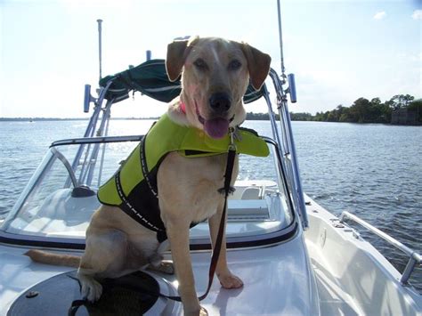 1000 Images About Dogs On Boats On Pinterest