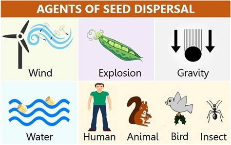 Seed Dispersal In Plants Definition Key Points Methods And Importance
