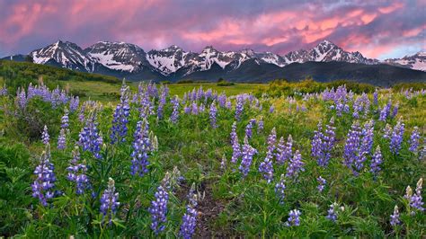 Love For His People Rocky Mountain Flowers Photos Thank You Lord