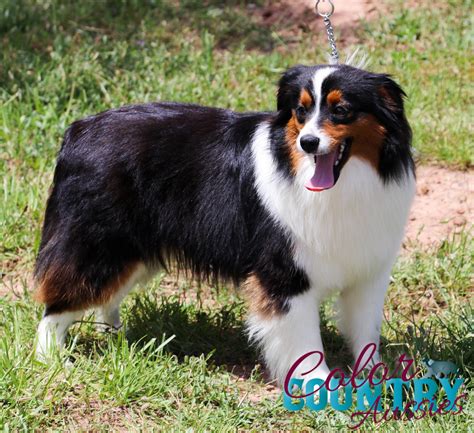 Red Tri Australian Shepherd Color Country Aussies
