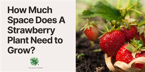 How Much Space Does A Strawberry Plant Need To Grow Essential Garden Tips Foliage Friend