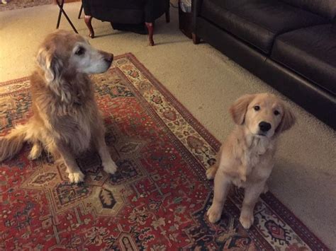 Every Day Is Golden Retriever Day In This House Golden Retriever