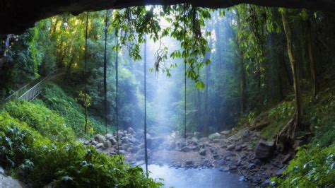 Rainy Forest Wallpapers Top Những Hình Ảnh Đẹp