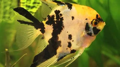 Freshwater Angelfish Guide Tips And Advice