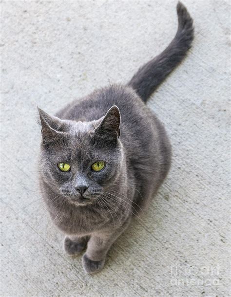 Green Eyed Grey Cat Feline Portrait Photograph By Jane Maurer Fine