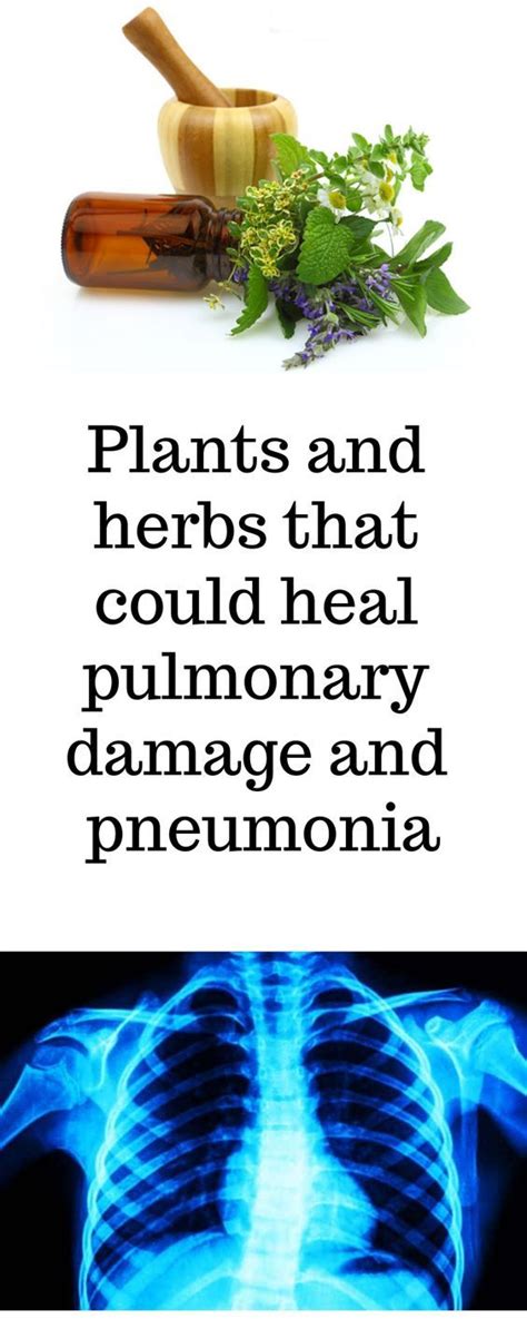 Plants And Herbs That Could Heal Pulmonary Damage And Pneumonia Herbs