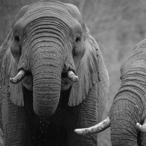 Download Wallpaper African Elephants 2048x2048