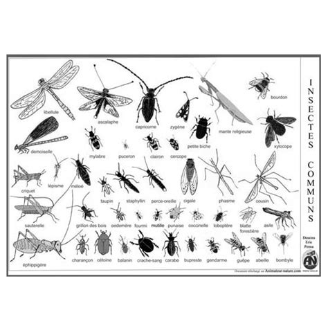 Télécharger La Planche Reconnaître Les Insectes Communs