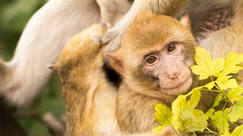 Cute Animal Monkey Baby | HD Wallpapers