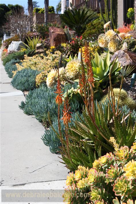 Succulent Gardens Eclectic Landscape San Diego By