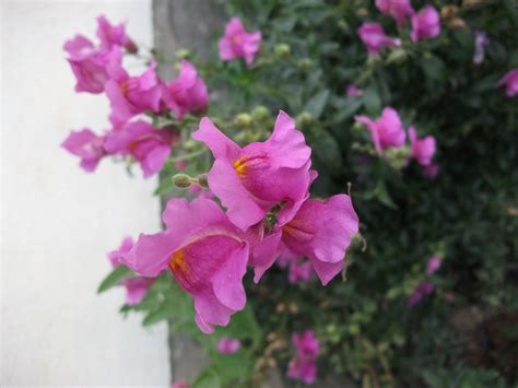 Maybe you would like to learn more about one of these? Menakjubkan 14+ Gambar Bunga Bugenvil Hitam Putih - Gambar ...