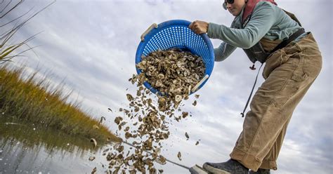 Planting More Oysters May Help Lowcountry Combat Rising Waters Sc Climate And Environment News