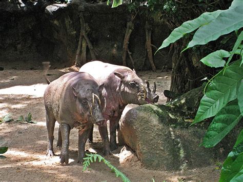 10 Intriguing Animals Whose Names Start with The Letter B