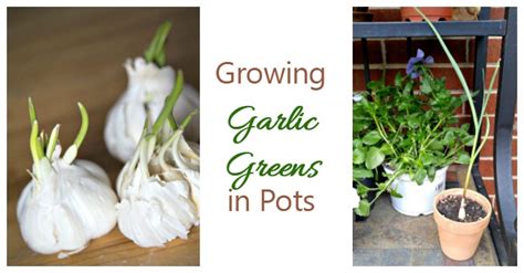 Growing Garlic Greens Indoors