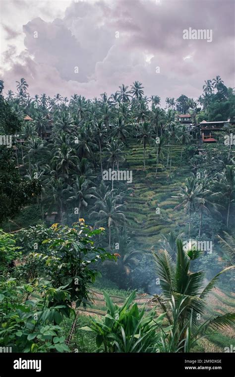 Rice Terraces Tegalalang Bali Ubud View Of Cascading Rice Fields Against Backdrop Of Palm