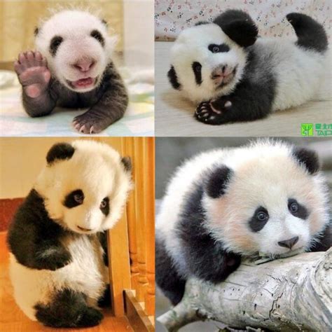 15 Amazing Sweet Pictures Of Cute Baby Giant Panda Bear