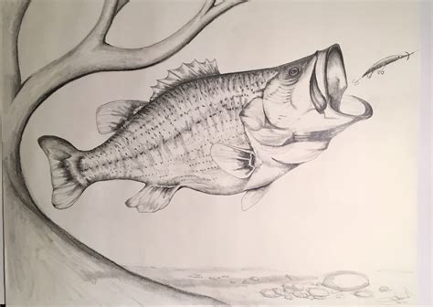 Largemouth Bass Spots A Potential Meal Pencil Sketch Drawing Fish