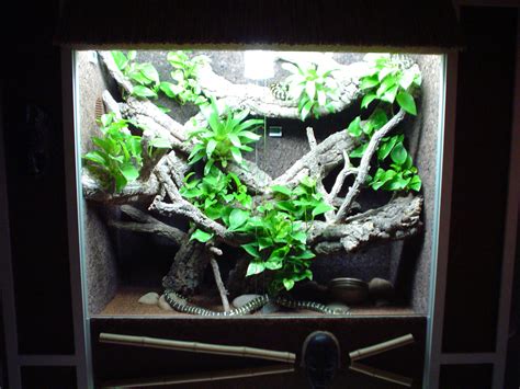 Photo Gallery Member Galleries Snake Terrarium