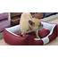 Funny Dog Beds For Sale