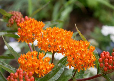 Plant Asclepias For Monarch Butterflies Mississippi State University