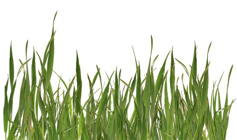 Grass Png Image Green Grass Png Picture 44856 Free Icons And Png