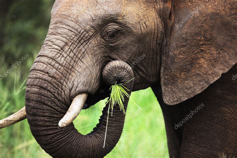 Elefante Comiendo De Cerca Fotografía De Stock © Johanswanepoel