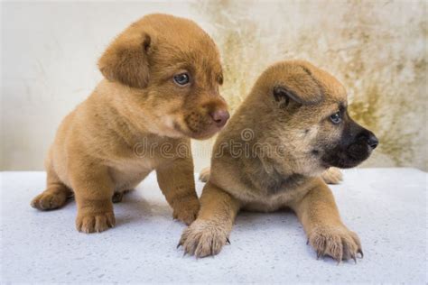 Perritos Gemelos Foto De Archivo Imagen De Recuperador 69049826