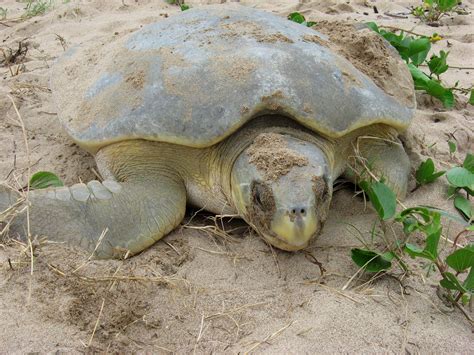 Turtles are reptiles of the order chelonia /kɪˈloʊniə/ or testudines /tɛˈstjuːdɪniːz/. Marine Turtles - Fitzroy Partnership for River Health