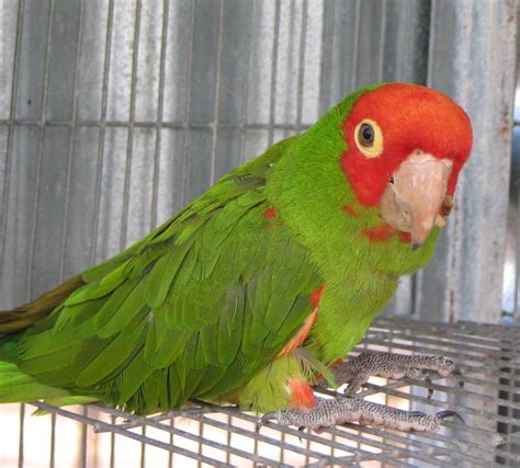 Cherry Head Conure Facts Care As Pets Housing Pictures