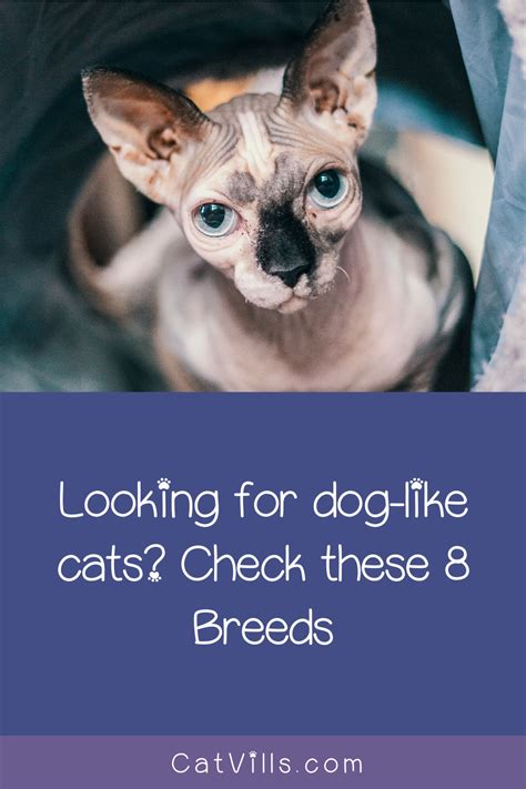 8 Cat Breeds Who Totally Act More Like Dogs Cat Breeds Cute Cats