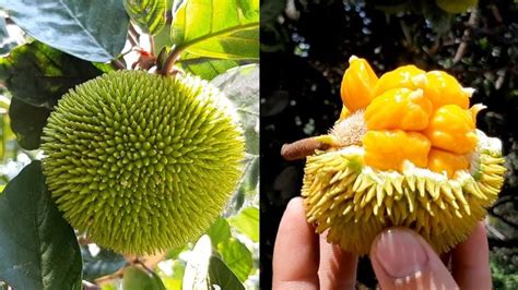 Amazing Super Small Jackfruit Very Delicious Jackfruit Fruit