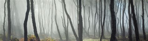 3840x1080 Forest Wallpapers Top Free 3840x1080 Forest Backgrounds