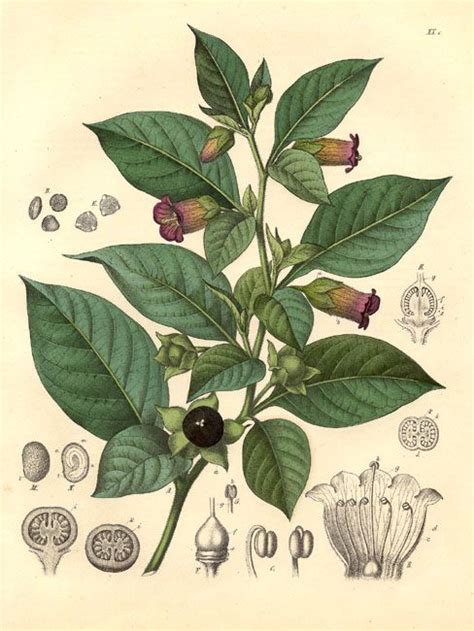 Pin On Botanical And Scientific Illustrations