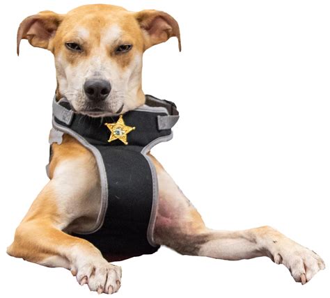 Meet Detective Gunner The Newest Deputy Dog Capestyle Magazine Online