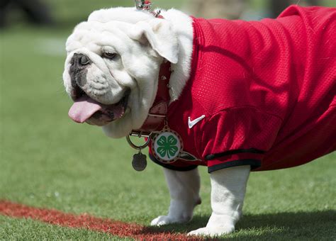 The Great Georgia Bulldog Mascot Uga