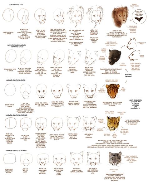 Old How To Draw Big Cats Part 1 By Tamberella On Deviantart Cat Face