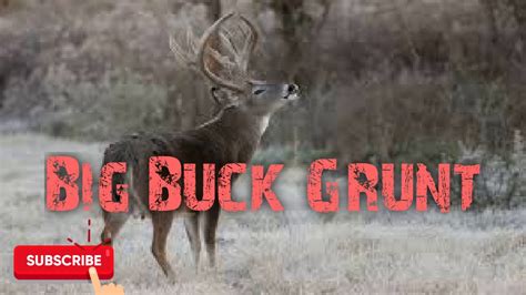 Deer Hunting Call Dominant Buck Grunt Free Download Youtube