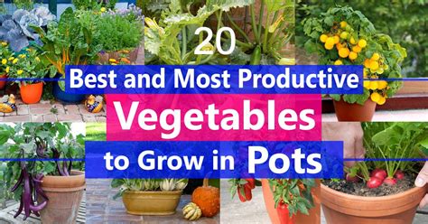 Best Vegetables To Grow In Pots Most Productive