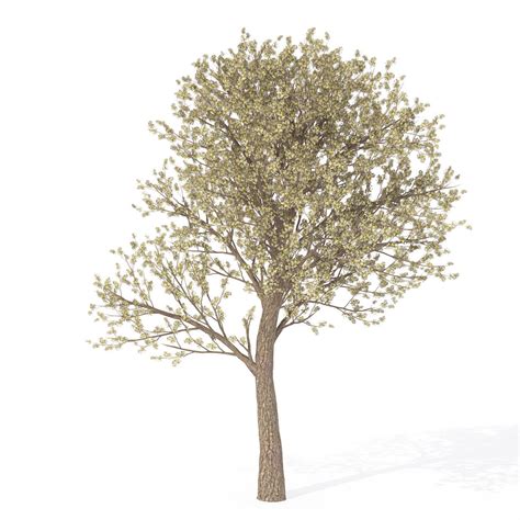 2020 Xfrogplants Blossoming Trees Library 3d Model Cgtrader