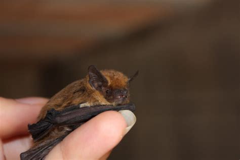 6 Things To Do If You Find A Bat In Your House Pest Pointers